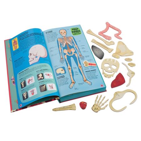 Picture of Build the Human Body (Book & Model)